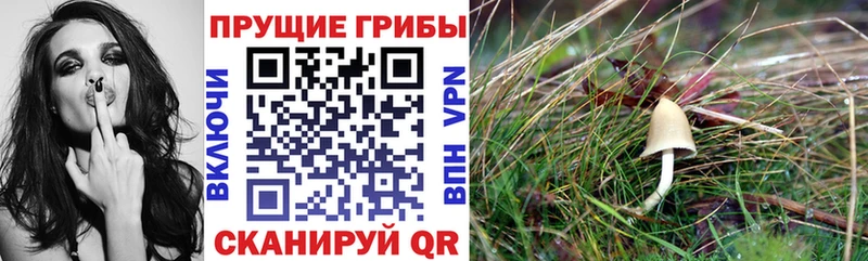 Галлюциногенные грибы ЛСД  Купить закладки  Зеленогорск 